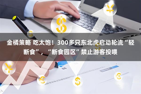 金橘策略 吃太饱！300多只东北虎启动轮流“轻断食”，“断食园区”禁止游客投喂